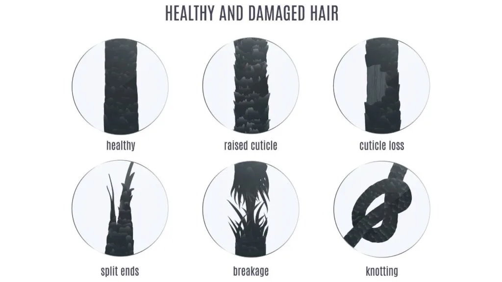 4c Hair Split Ends - Explanation & How To Get Rid Of Them